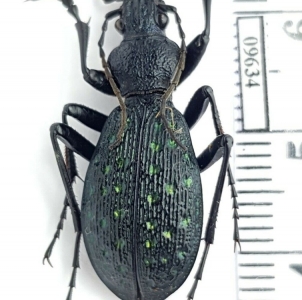 EBAY, Aristocarabus viridifossulatus, start from 1 usd