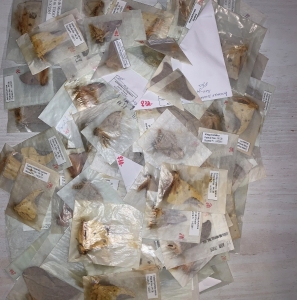 EBAY, BIG MIXED MOTHS FROM GUYANA FR