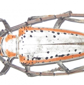 EBAY, rare Dynastidae, Cetoniinae, Lucanidae, Cerambycid