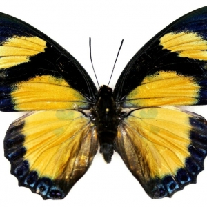 EBAY, +++ CHARAXES FOURNIERAE KIGEZIENSIS female +++