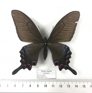 EBAY, Uncommon Achillides listed on Ebay