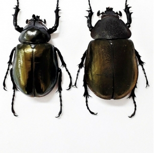 EBAY, +++ Chalcosoma atlas butonensis PAIR +++