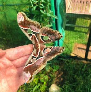 FOR SALE, Rothschildia lebeau cocoons (Ecuador FO) 