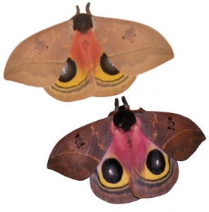 FOR SALE, Automeris belti zaruma cocoons (Ecuador FO)