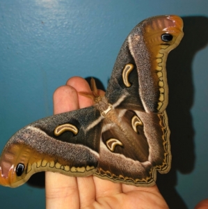 FOR SALE, Epiphora intermedia eggs 