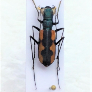 FOR SALE, Cicindelidae of the world