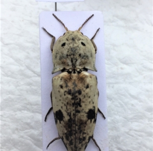 FOR SALE, Elateridae from the world