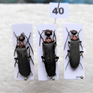 FOR SALE, Meloidae