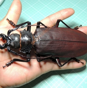 EBAY, + HUGE Titanus giganteus 152mm +