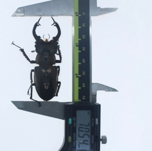 EBAY, + Lucanus mearesii 70mm Arunachal Pradesh, INDIA +