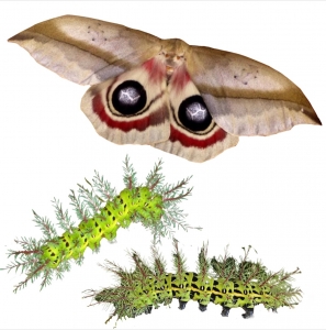 FOR SALE, AUTOMERIS DAGMARAE COCOONS