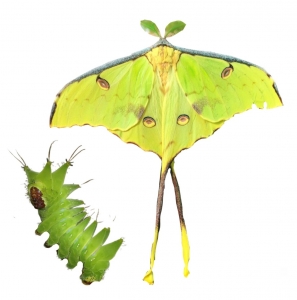 FOR SALE, ARGEMA MIMOSAE COCOONS