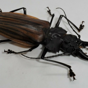 EBAY, Macrodontia castroi GIANT size, 106 mm !!!