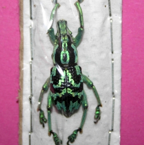 EBAY, !!! RARE EUPHOLUS AUCTION ENDING SOON  !!!