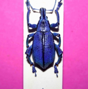 EBAY, !!!!!!!! RARE EUPHOLUS !!!!!!