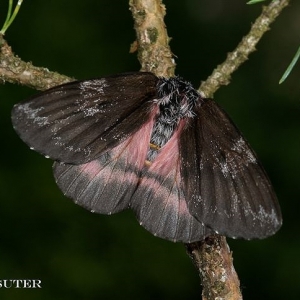 FOR SALE, Coloradia hectori