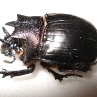 FOR SALE, Rare Dung Beetles
