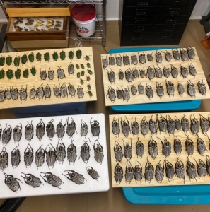 FOR SALE, Goliathus orientalis Fresh from Congo 