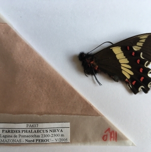 EBAY, PARIDES PHALAECUS NIEVA PAIR
