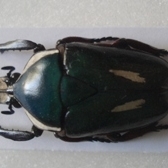 FOR SALE,  CETONIDAE from Africa