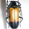 FOR SALE, Cerambycidae from Africa