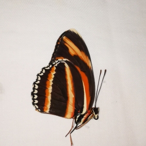 FOR SALE, Butterflies  of Costa Rica