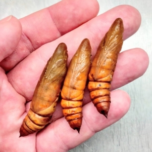 FOR SALE, Hyles lineata diapausing pupae