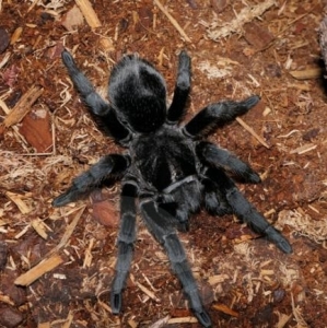 FOR SALE, Brazilian Black Tarantula For Sale