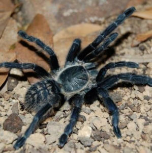 FOR SALE, Prison Des Abeilles