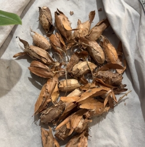 FOR SALE, Polyphemus moth cocoons