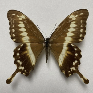 FOR SALE, Butterflies for sale from Uganda/Tanzania