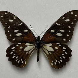 FOR SALE, Papilio rex