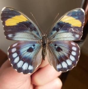 EBAY, rare euphaedra francina ♂ from guinea