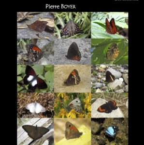 FOR SALE, Book about PRONOPHILINI, South American Satyrinae