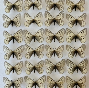 FOR SALE, PARNASSIUS ACDESTIS TAKEDAI