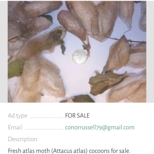 ANNOUNCEMENT, SCAMERS BE AWARE 