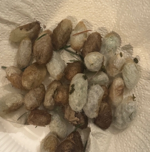 FOR SALE, Chinese moon moth cocoons