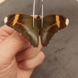 EBAY, good euphaedra