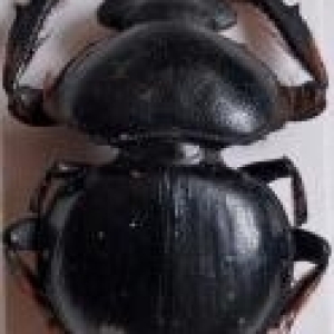 FOR SALE, Dung Beetles rarities