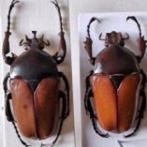 FOR SALE, Rare Cetonidae color