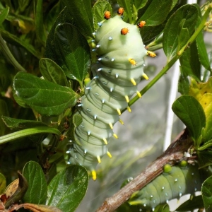 FOR SALE, Hyalophora euryalus x cecropia cocoons