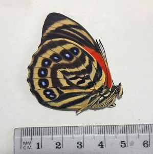 FOR SALE, AGRIAS AMYDON BOGOTANA from Venezuela