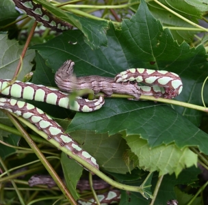 FOR SALE, Specodina abbottii pupae