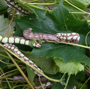 FOR SALE,  Specodina abbottii sphinx pupae