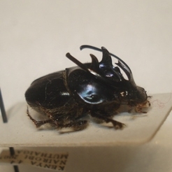 FOR SALE, Interesting Proagoderus species