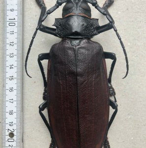 EBAY, Titanus giganteus, French Guiana, giant, 150mm, A1