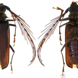 EBAY,  Prioninae Sarifer flavirameus Peru