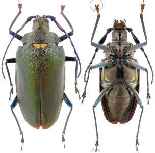 EBAY, Prioninae Praemallaspis sp 47 mm Peru