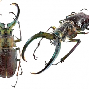 EBAY, Sphaenognathus giganteus 81 mm Peru