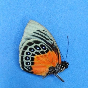 FOR SALE, AGRIAS  STUARTI